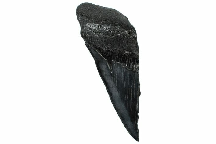 Partial Fossil Megalodon Tooth - South Carolina #300127